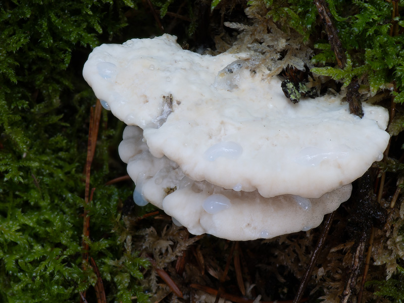 Oligoporus stipticus